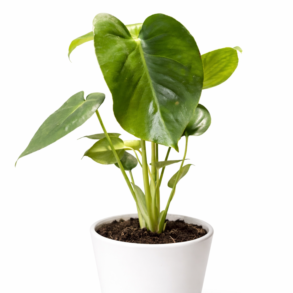 Monstera Deliciosa - Cheese Plant - 12cm | Houseplant