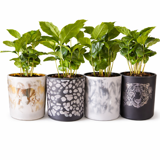 Arabica Coffee Plant and Pot - 9.5cm | Houseplant