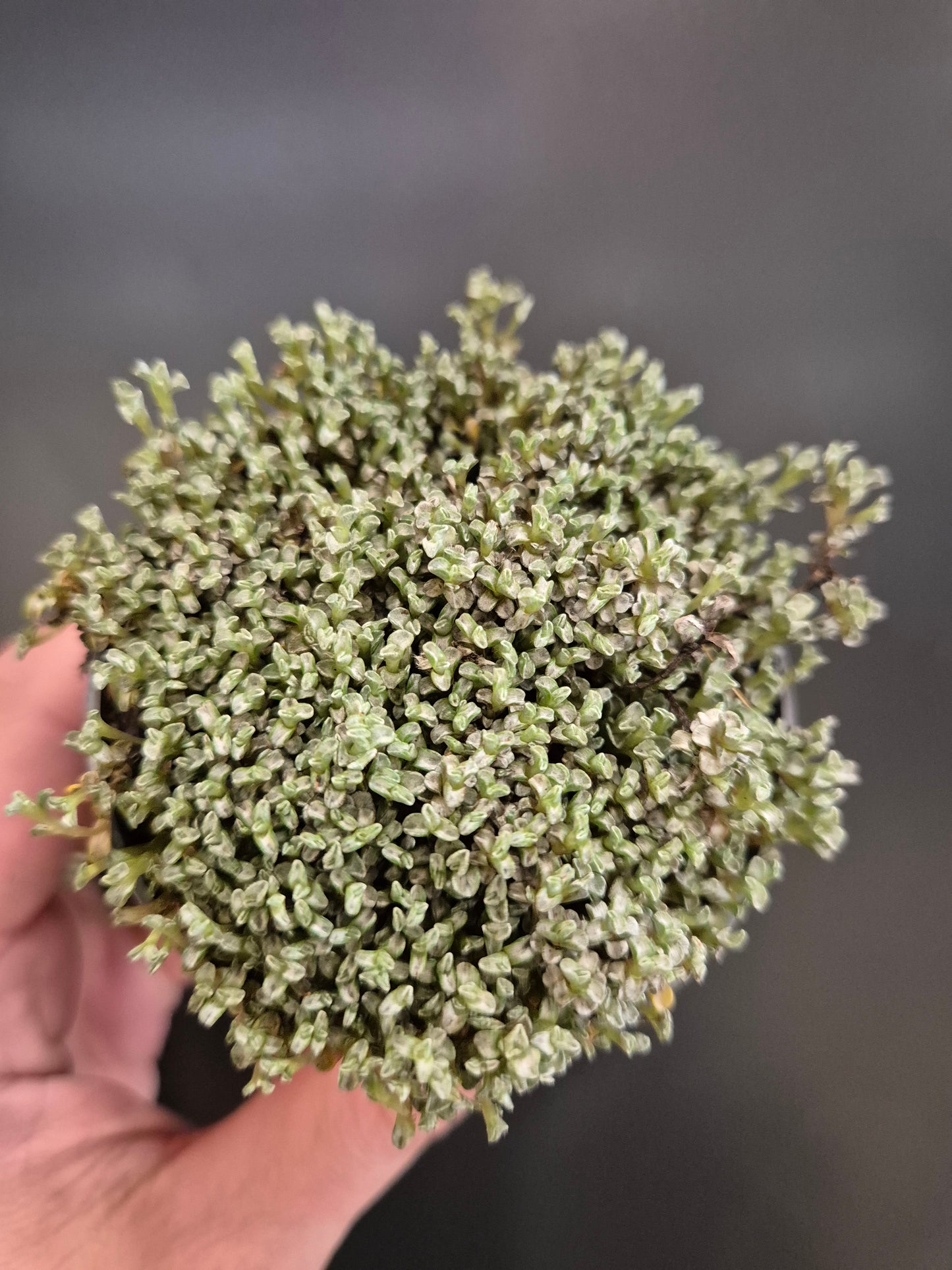 Earth Mosses | Houseplants