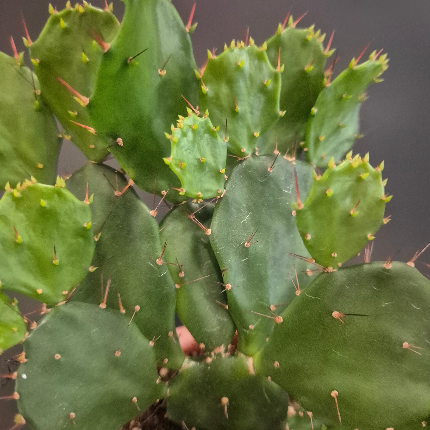 Close-up of a green cactus plant with spines on a blurred background