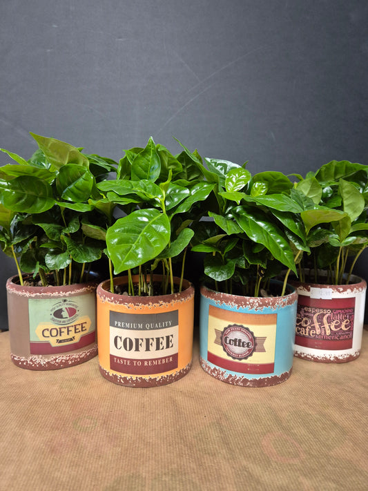 Arabica Coffee Plant | Houseplant