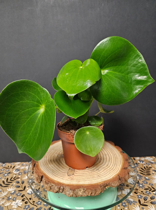 Peperomia Raindrop - Radiator Plant | Houseplant