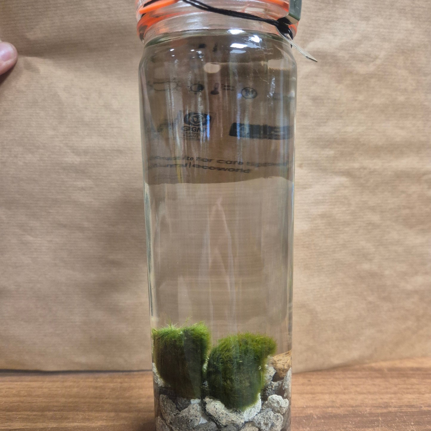 Marimo Mossball - Terrarium - 6cm | Houseplant