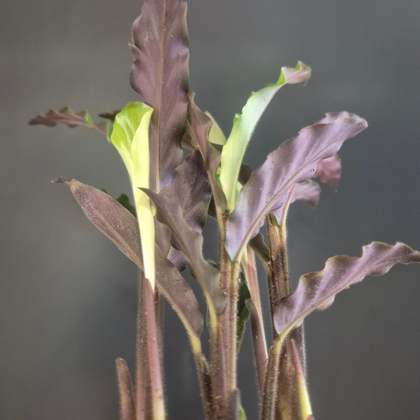 Calathea Rufibarba - Prayer Plant - 7cm | Houseplant