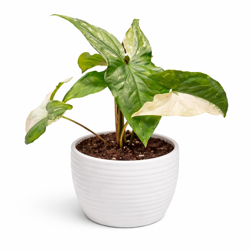 Syngonium Albo Variegata - Arrowhead - 12cm | Houseplant