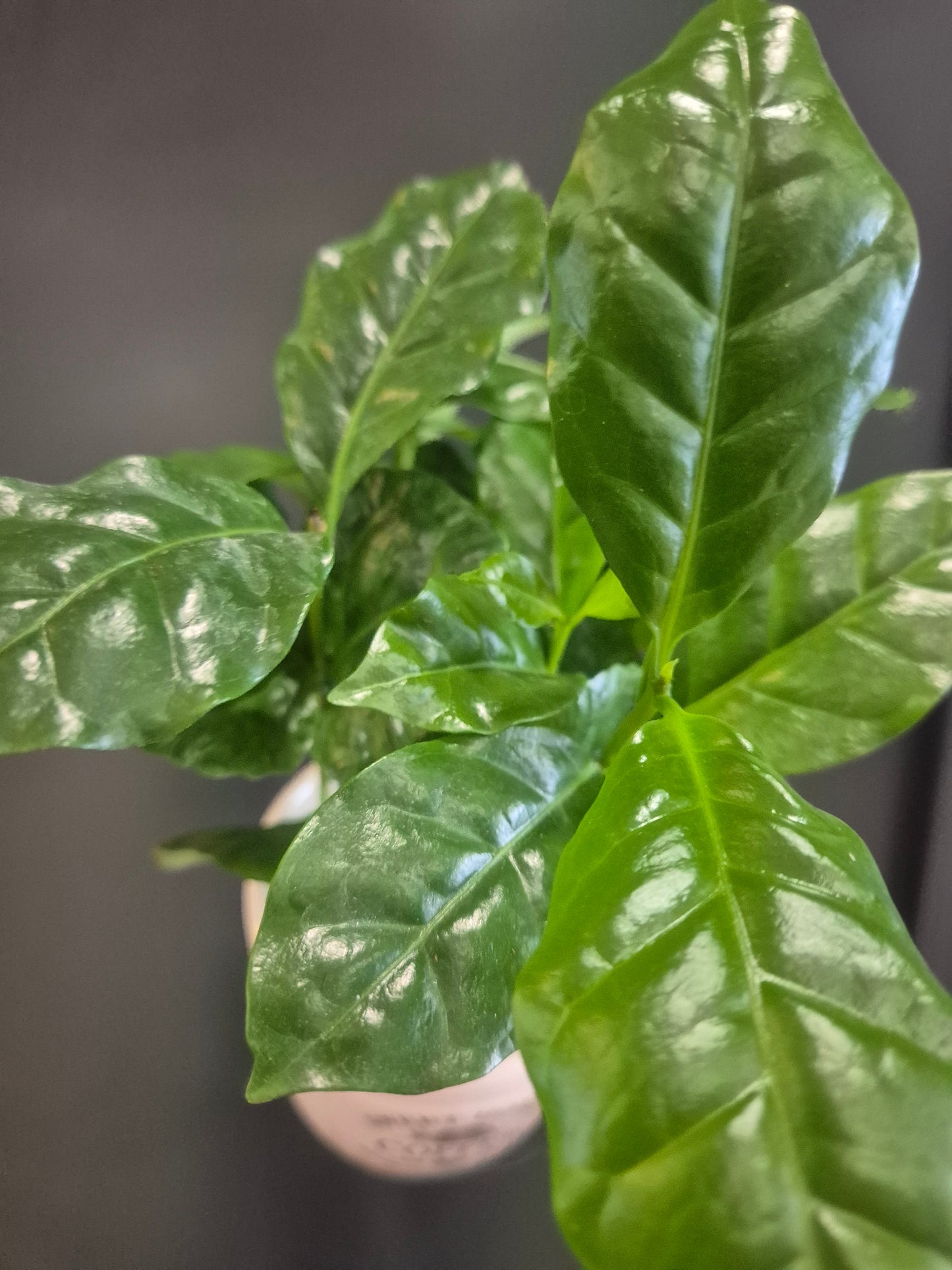 Arabica Coffee Plant and Mug - 9cm | Houseplant