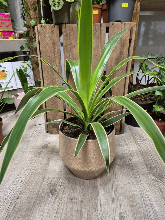 Yucca elephantipes 'Puck' | Spineless Yucca | Houseplant | 17cm