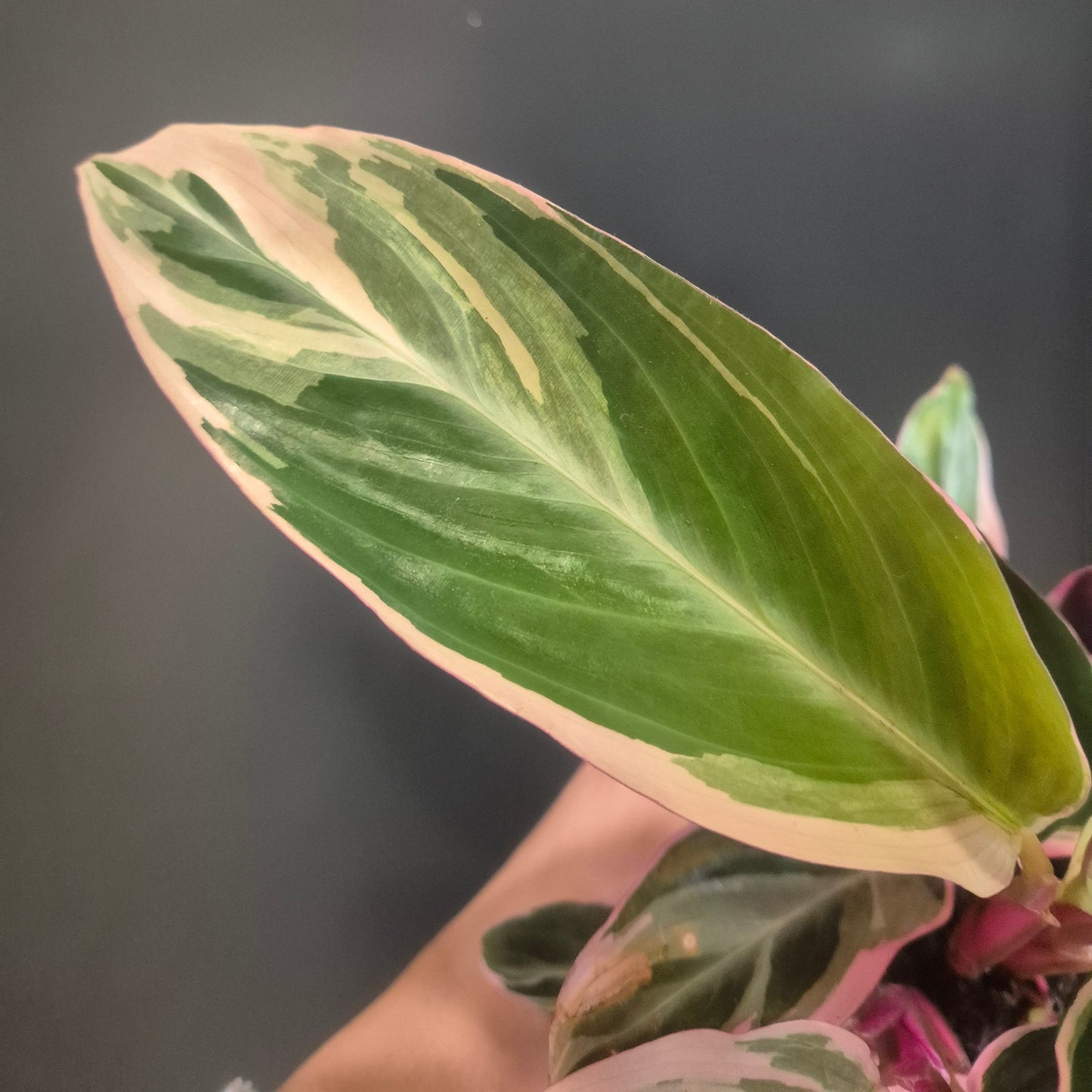 Stromanthe Triostar - Prayer Plant - 7cm | Houseplant