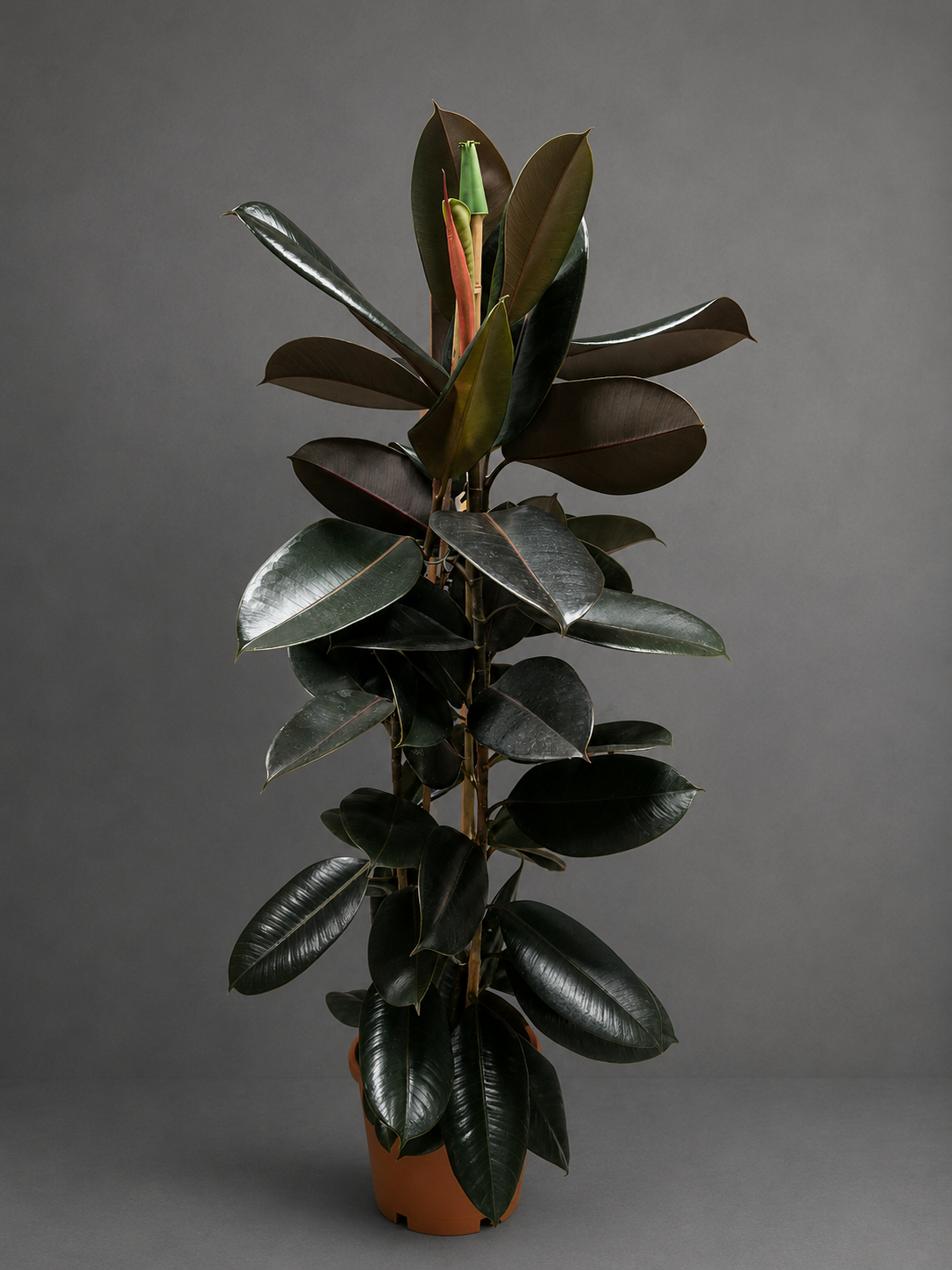 Ficus Abidjan - Rubber Plant - 24cm | Houseplant