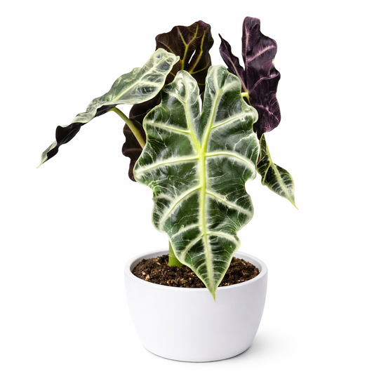 Potted plant with large green leaves on a white background