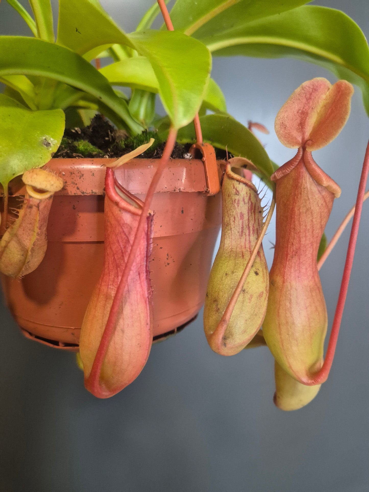 Monkey Jar Pitcher Plant - Nepenthes - 14cm | Houseplant