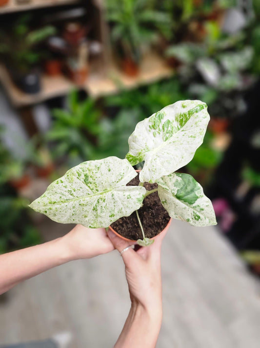 Alocasia Macrorrhiza Splash - Elephant Ear - Houseplant