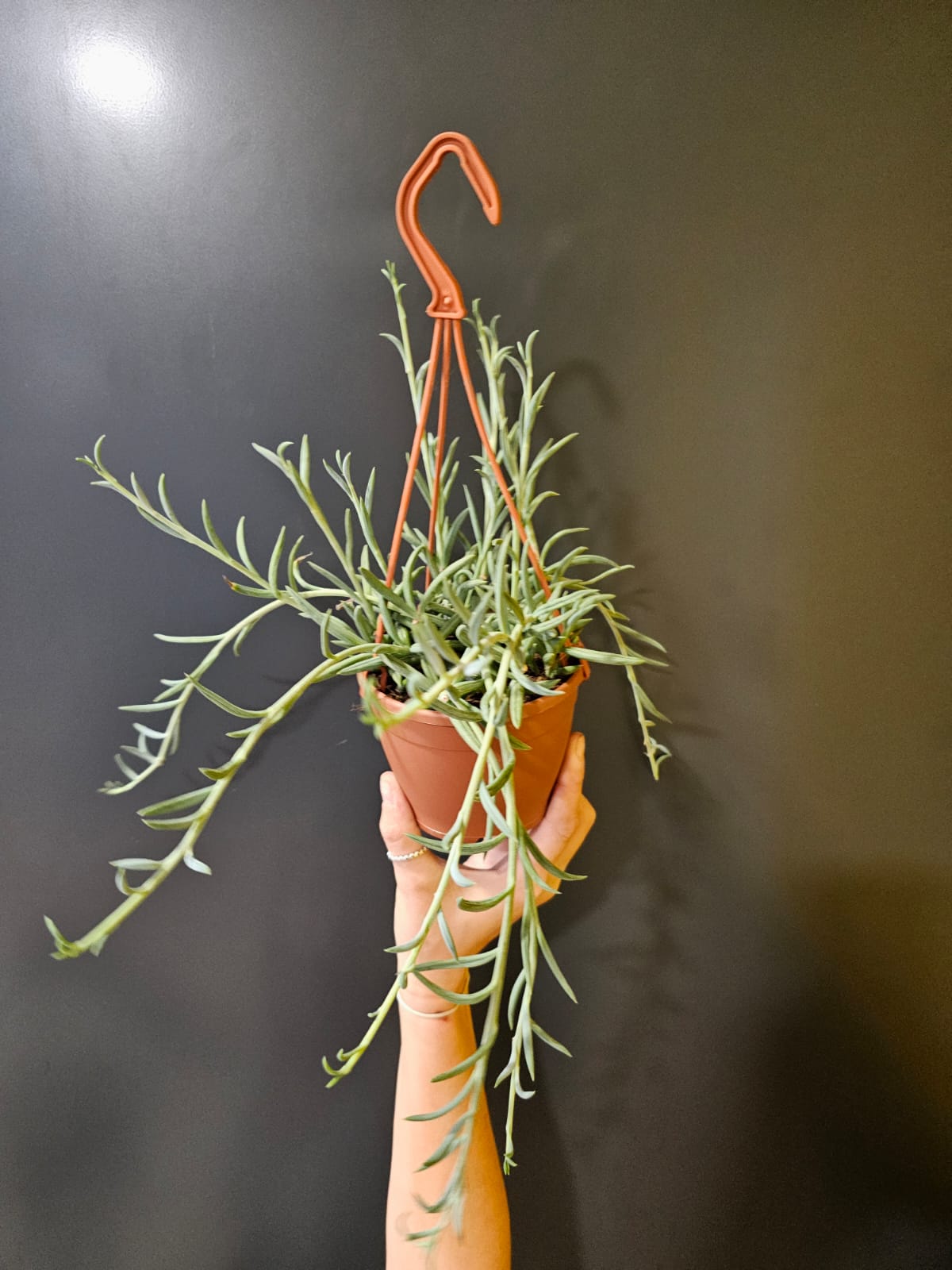 Curio radicans | String of Bananas | Houseplant Plant Paradise By Gemma