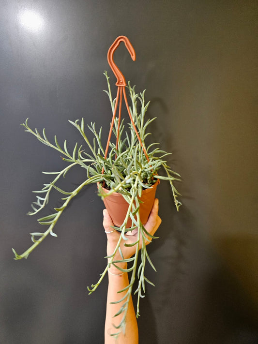 Curio radicans | String of Bananas | Houseplant Plant Paradise By Gemma
