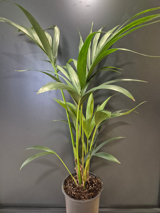 Howea Forsteriana - Kentia Palm - Houseplant