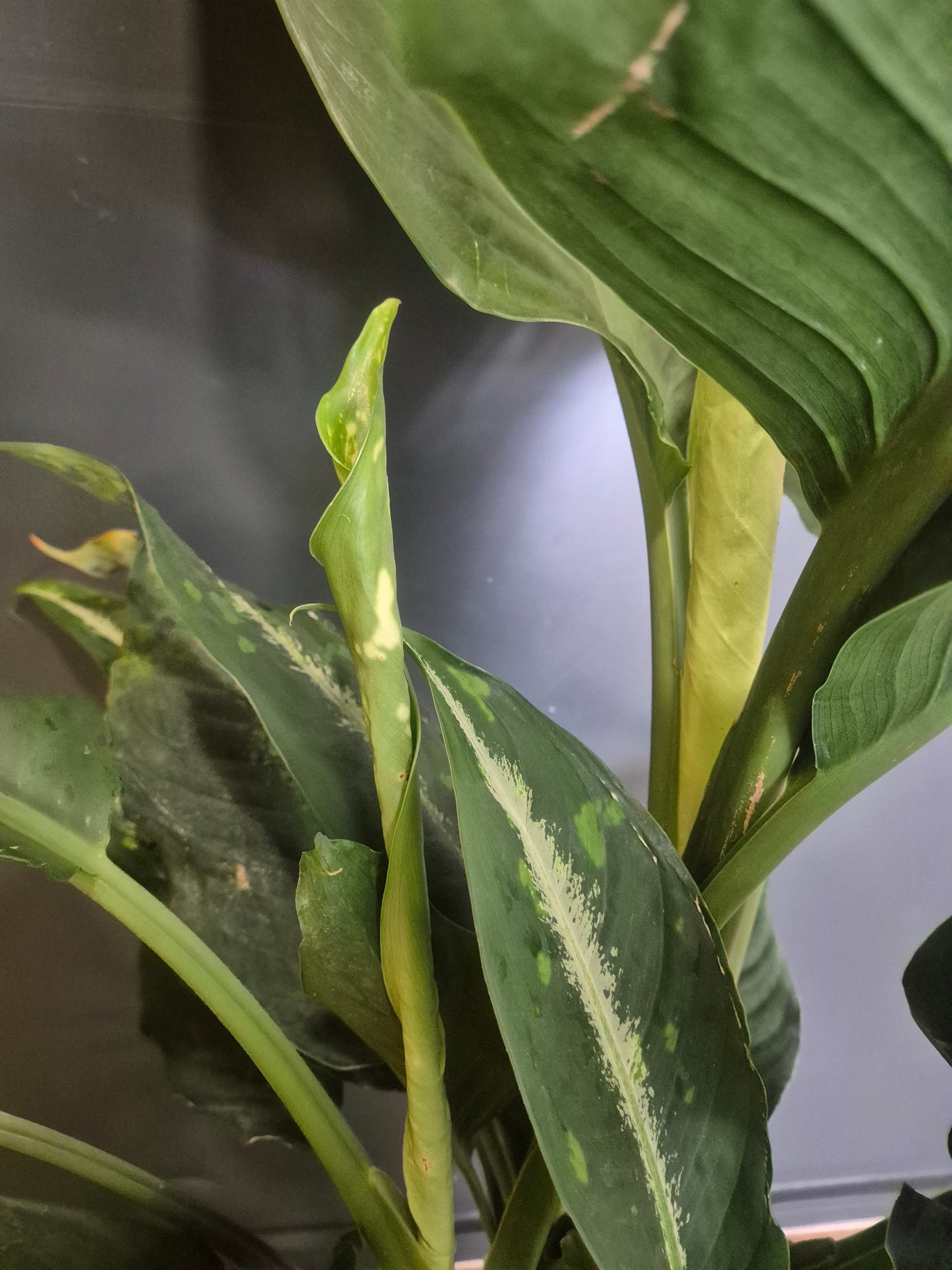 Dieffenbachia Crocodile - Dumb Cane - 24cm | Houseplant