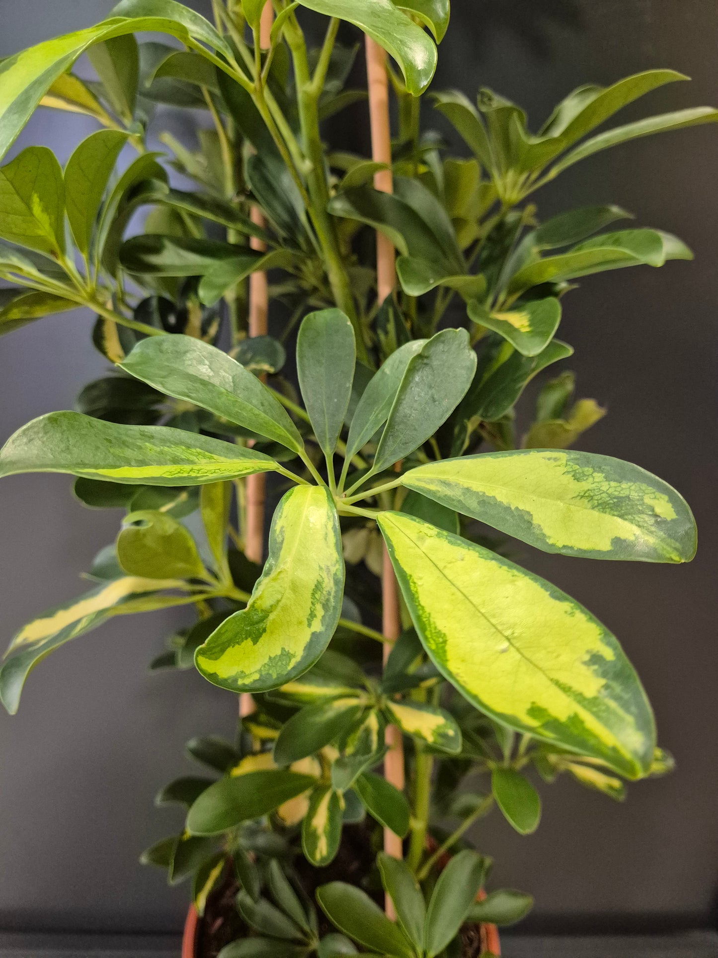 Schefflera Gold Capella - Umbrella Plant | Houseplant