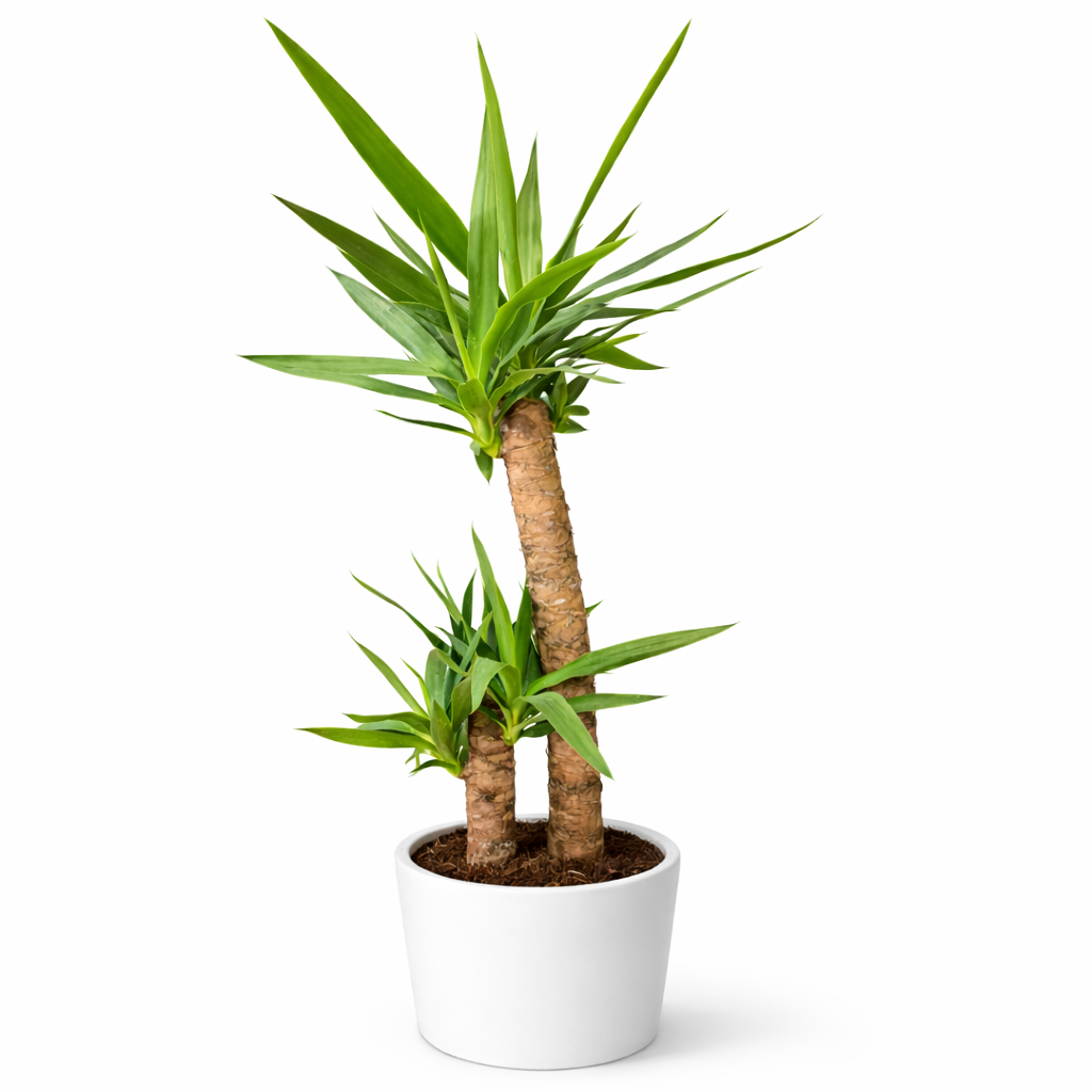 Yucca elephantipes - 17cm | Houseplant