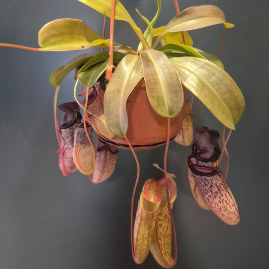 Monkey Jar Pitcher Plant - Nepenthes - 14cm | Houseplant