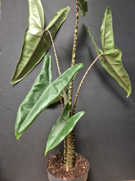 Alocasia Zebrina - Zebra Elephant Ear - Houseplant
