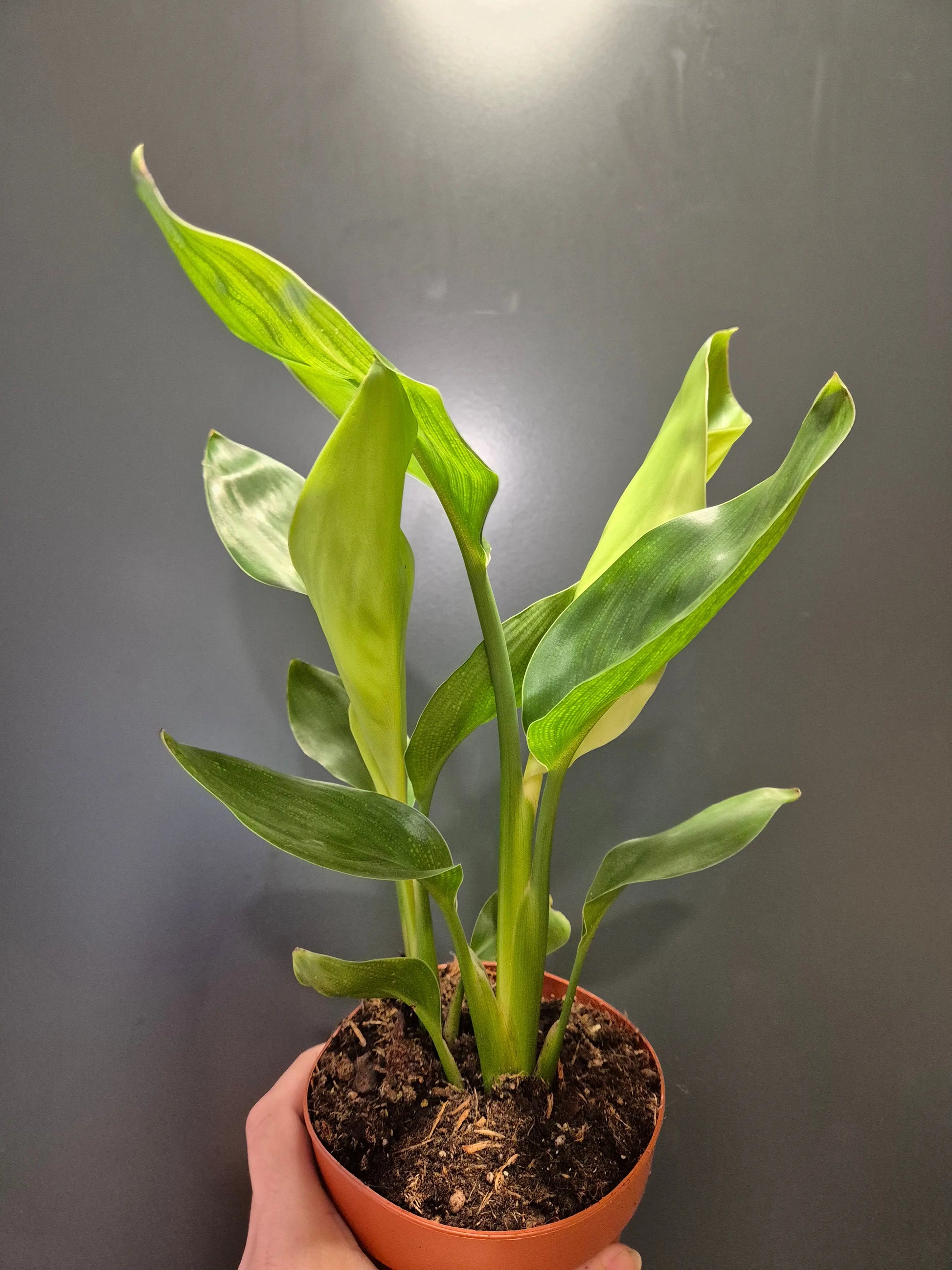 Strelitzia Reginae | Bird Of Paradise | Houseplant Plant Paradise By Gemma