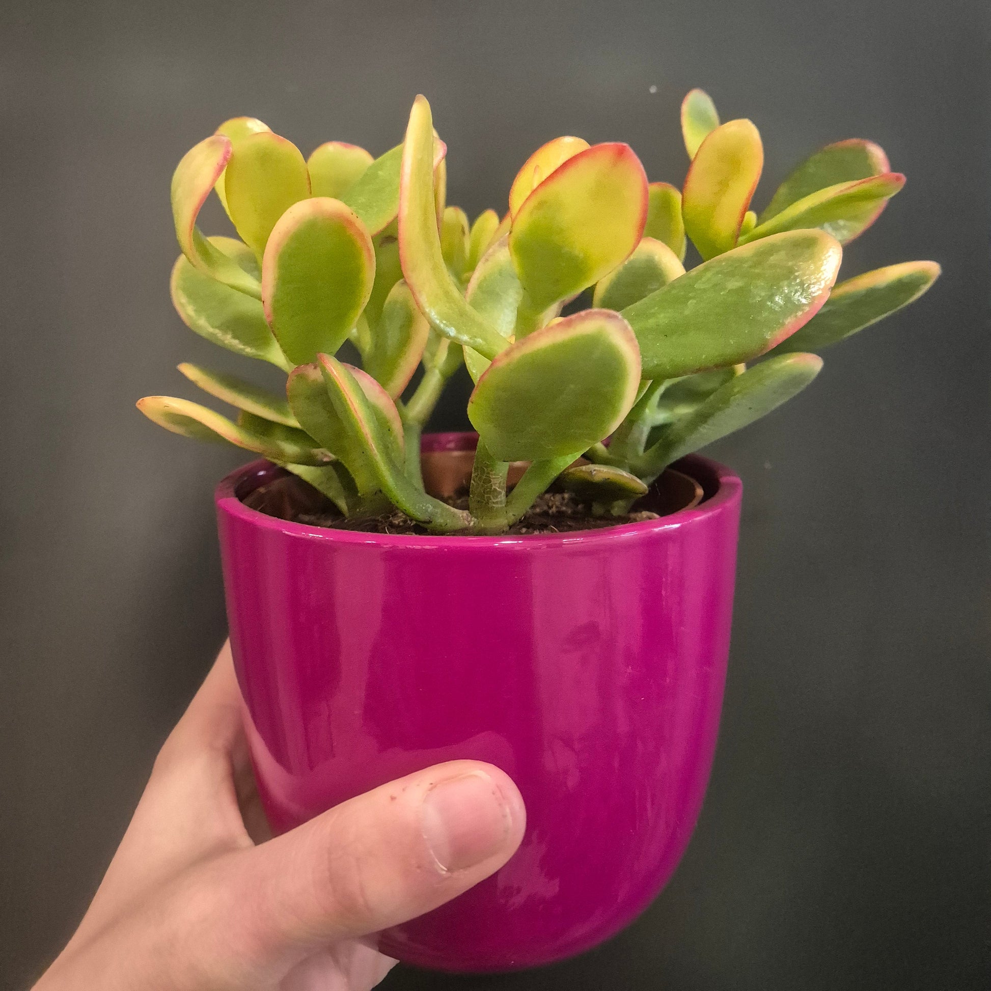 Hand holding a potted plant with a purple pot against a dark background