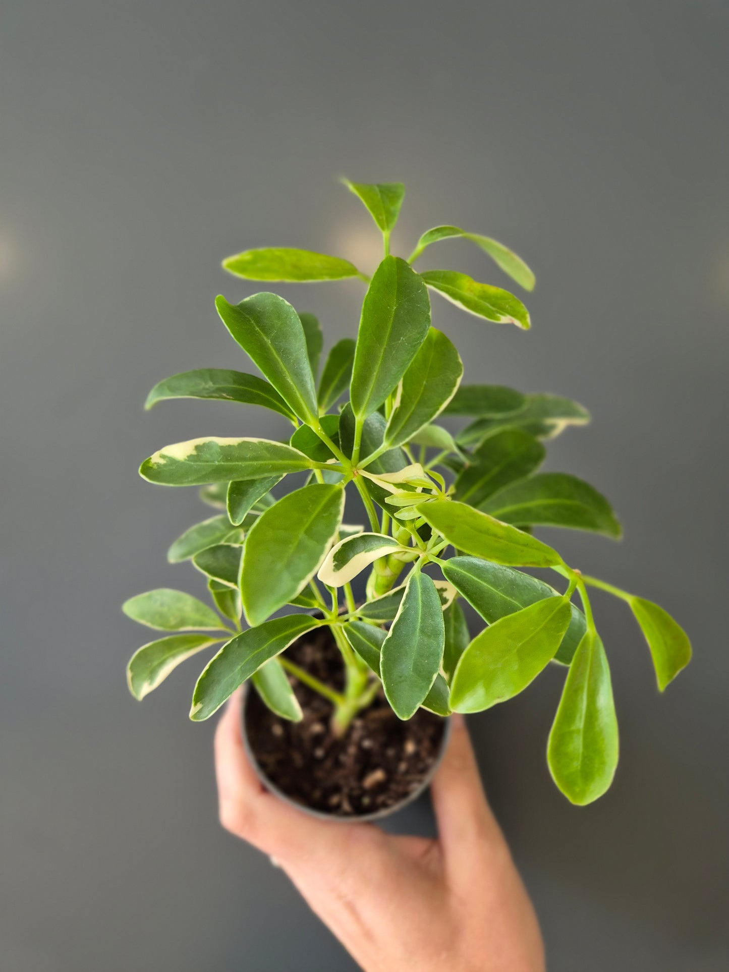 Schefflera Variegata | Umbrella Plant | Mini Houseplant