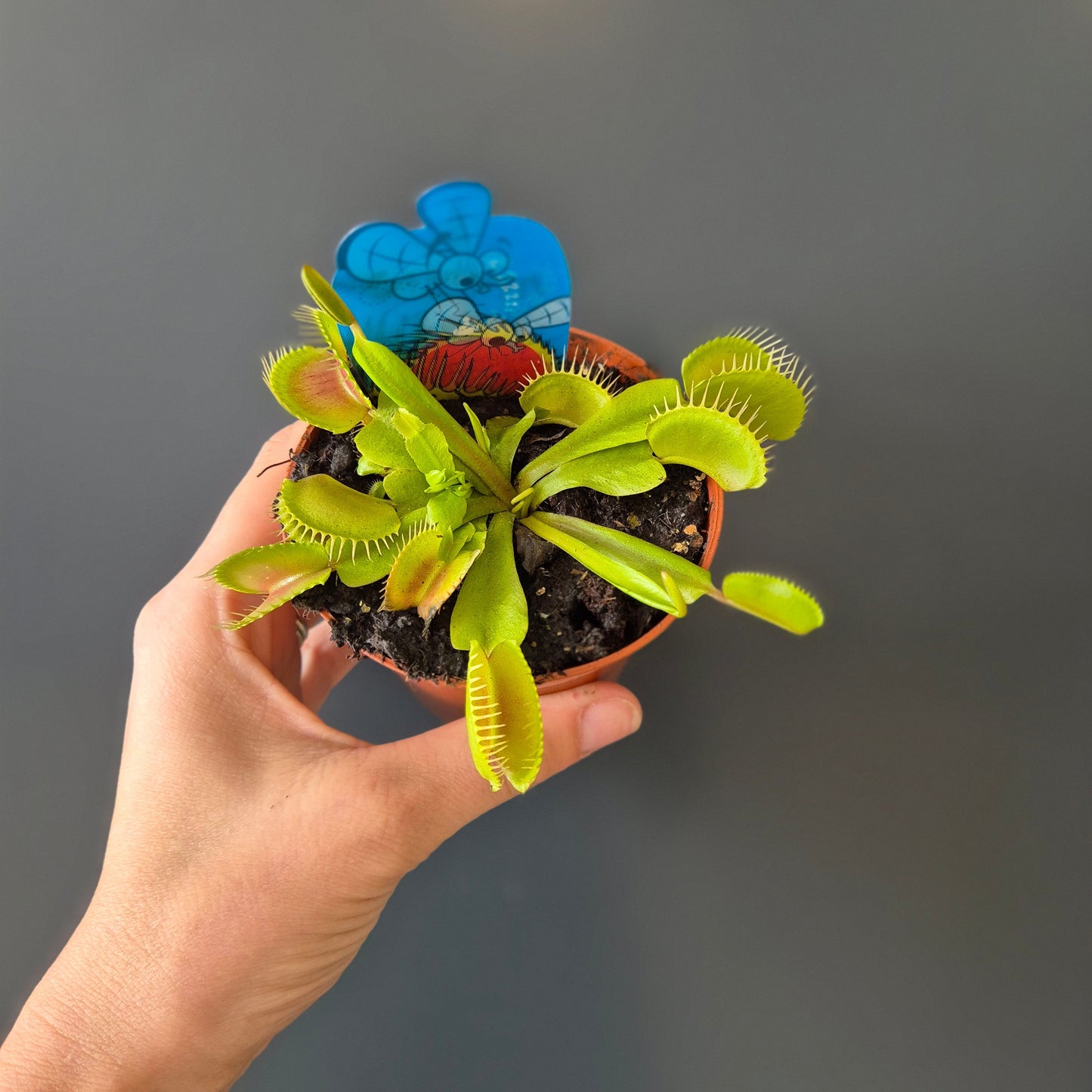 Venus Fly Trap | Houseplant Plant Paradise By Gemma