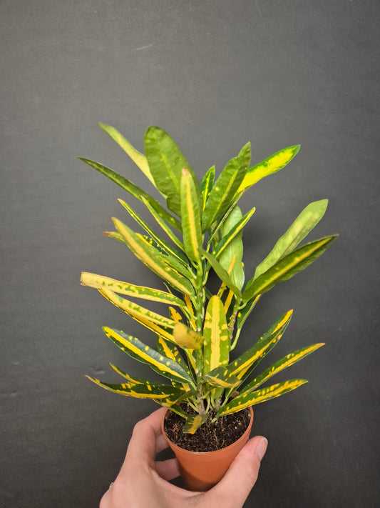Croton Yellow Banana - Codiaeum | Houseplant