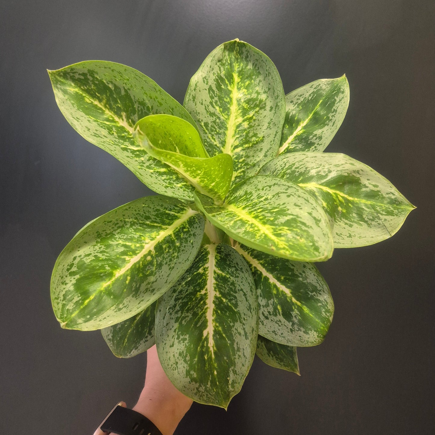 Aglaonema Lemon Mint - Chinese Evergreen - 12cm | Houseplant