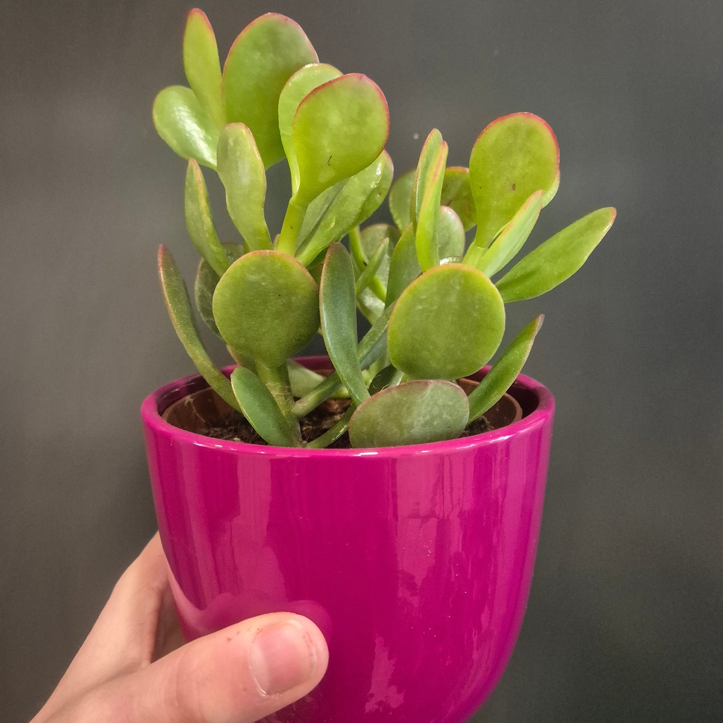 Crassula - 12cm | Houseplant