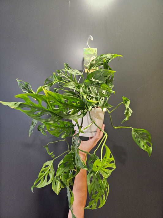 Monstera Obliqua 'Leichtlinii' | Cheese Plant | Houseplant Plant Paradise By Gemma