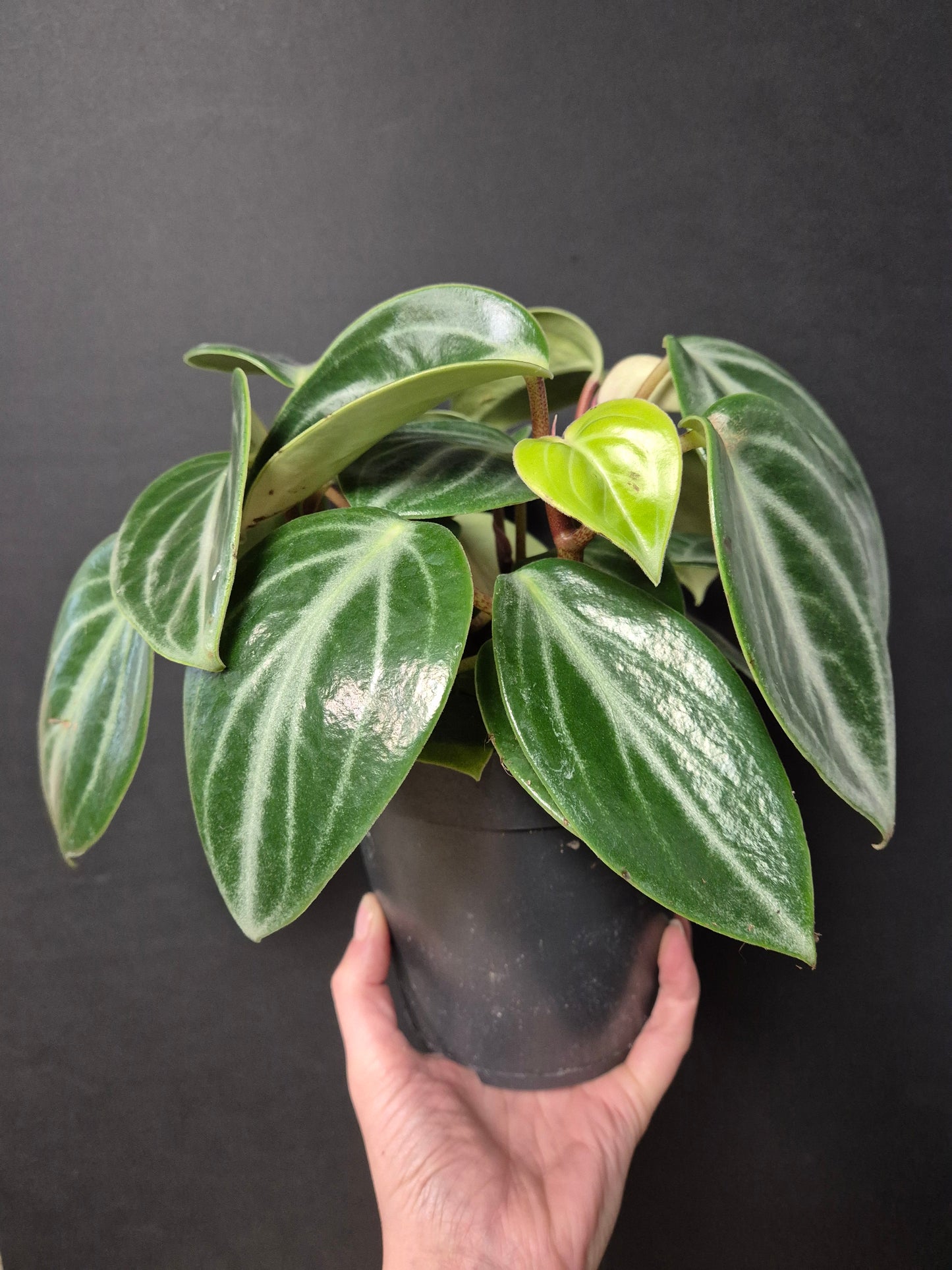 Peperomia Sarcophylla - Chinese Money Plant