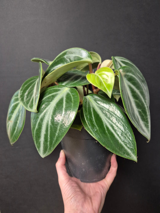 Peperomia Sarcophylla - Chinese Money Plant