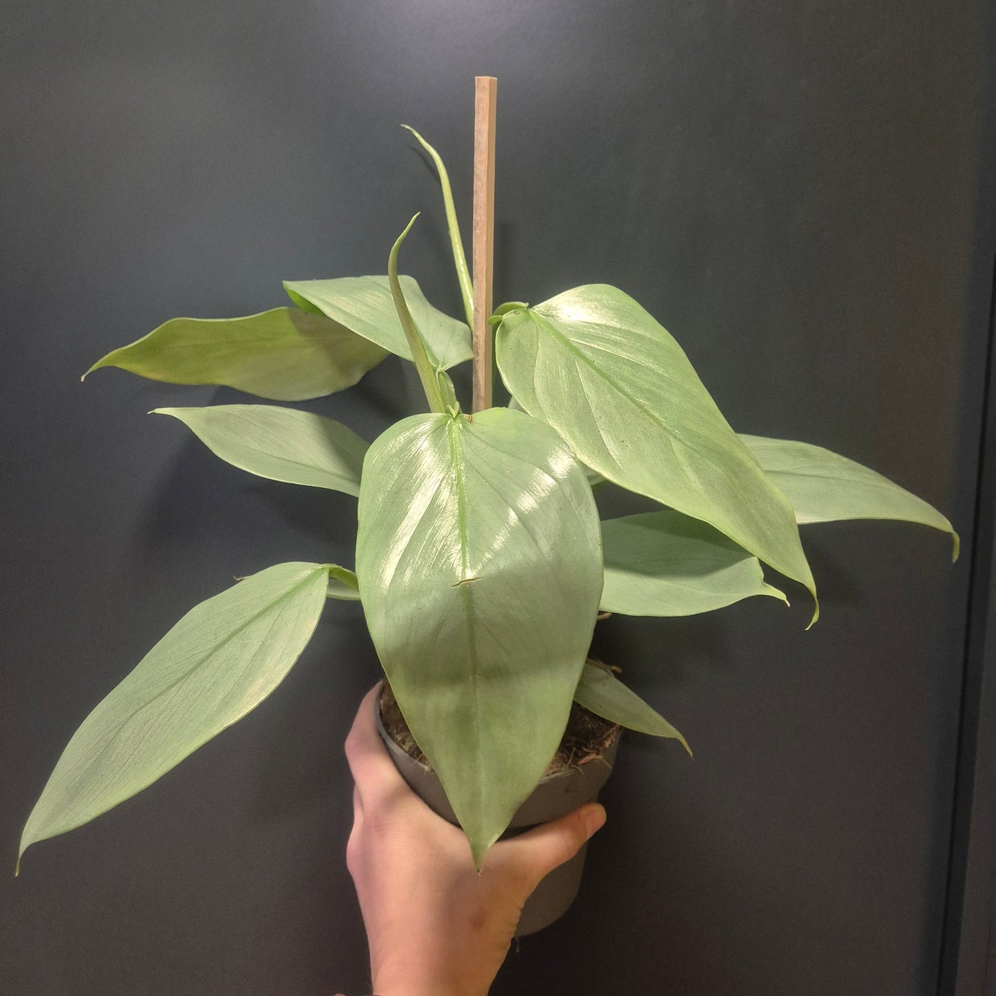 Philodendron Silver Sword - 14cm | Houseplant