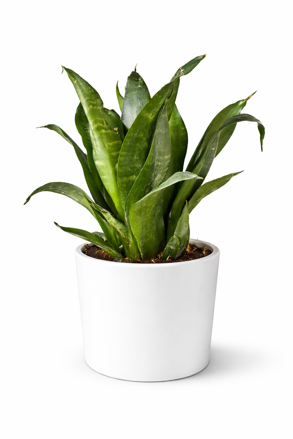 Sansevieria Jade Lotus - Snake Plant - 14cm | Houseplant