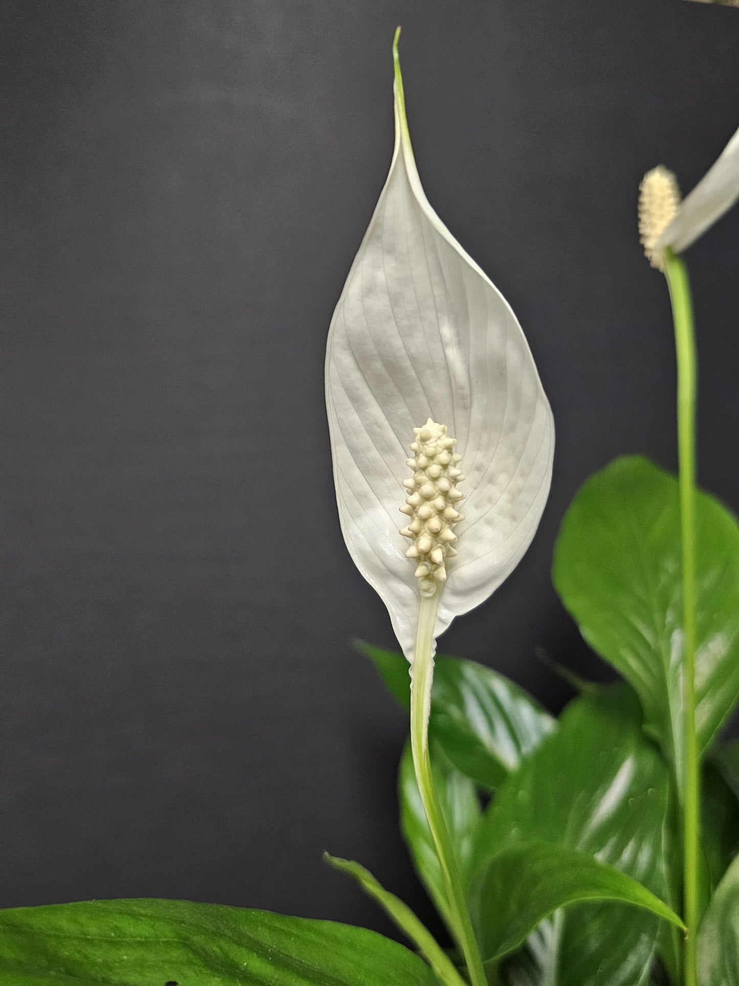 Peace Lily - Houseplant