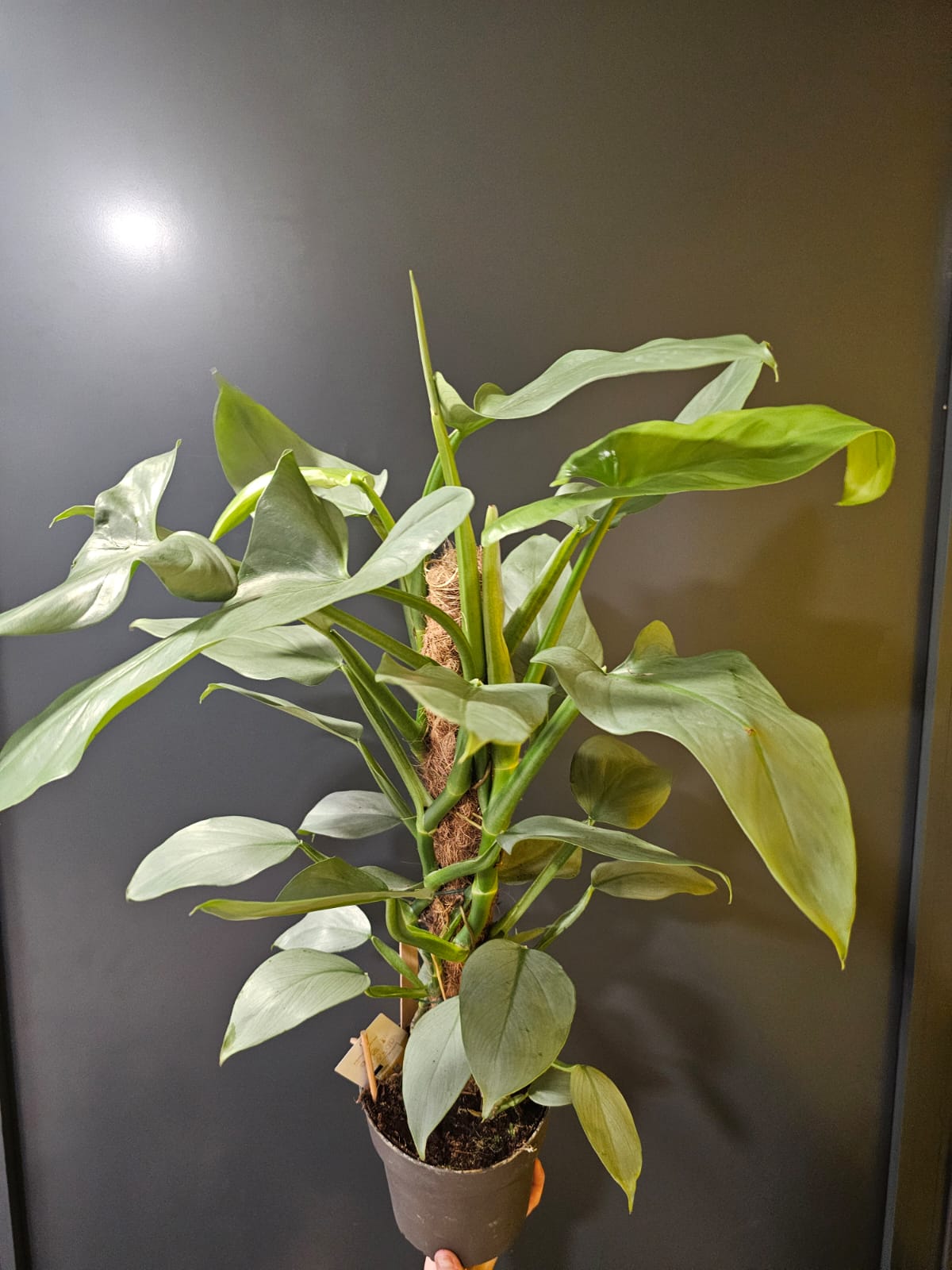 Philodendron Silver Sword | Houseplant Plant Paradise By Gemma