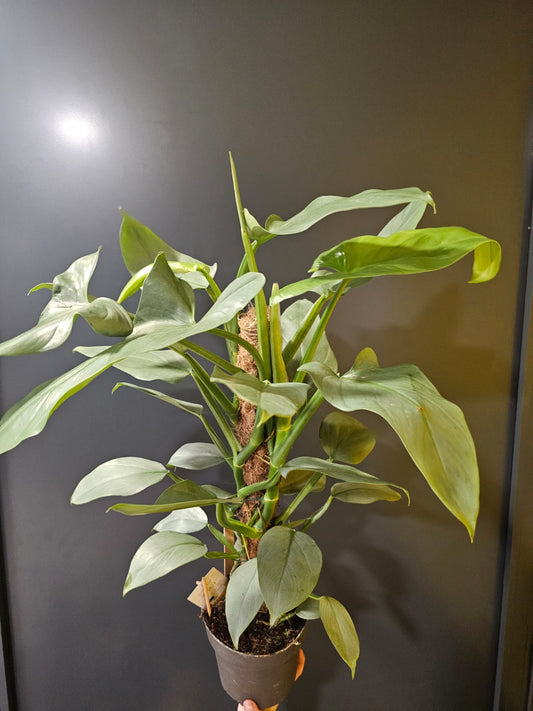 Philodendron Silver Sword | Houseplant Plant Paradise By Gemma