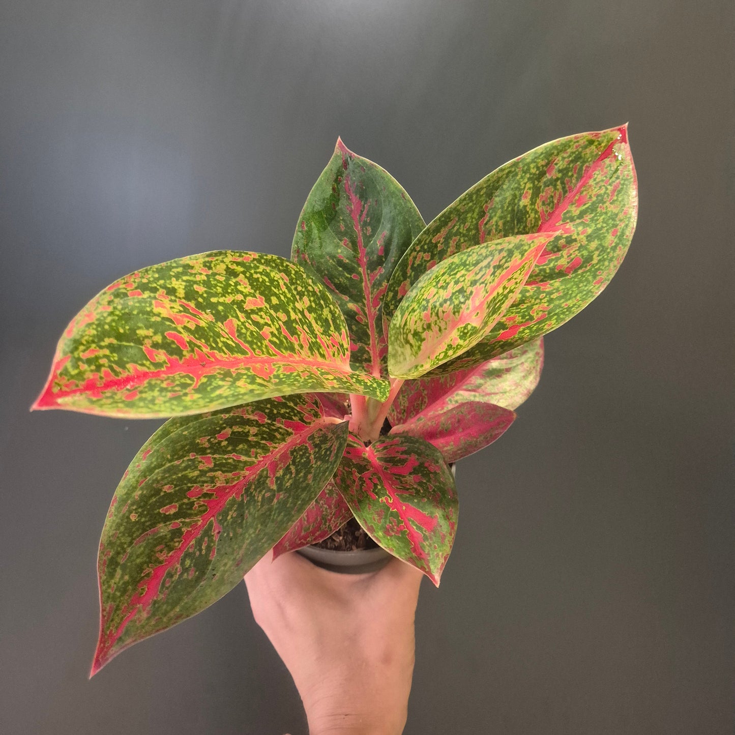Hand holding a potted plant with red and green leaves against a dark background