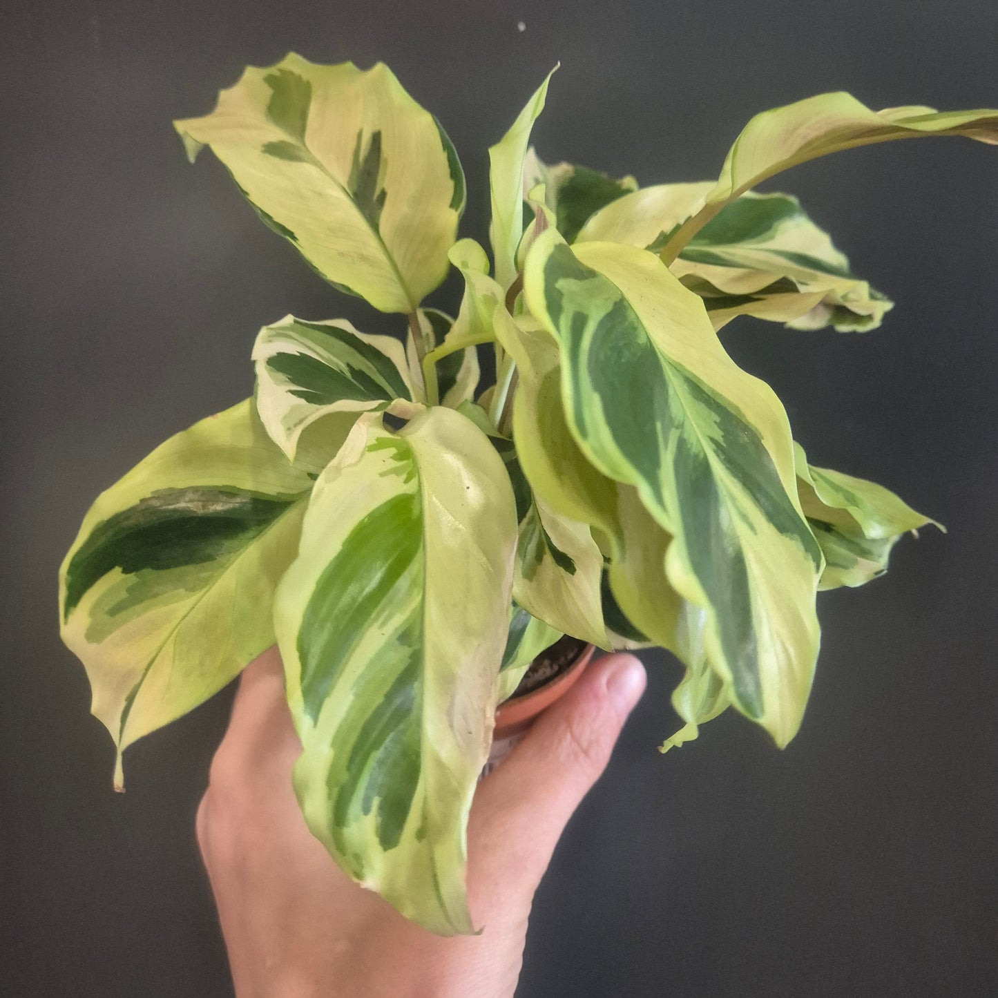 Calathea Yellow Fusion - Prayer Plant - 7cm | Houseplant