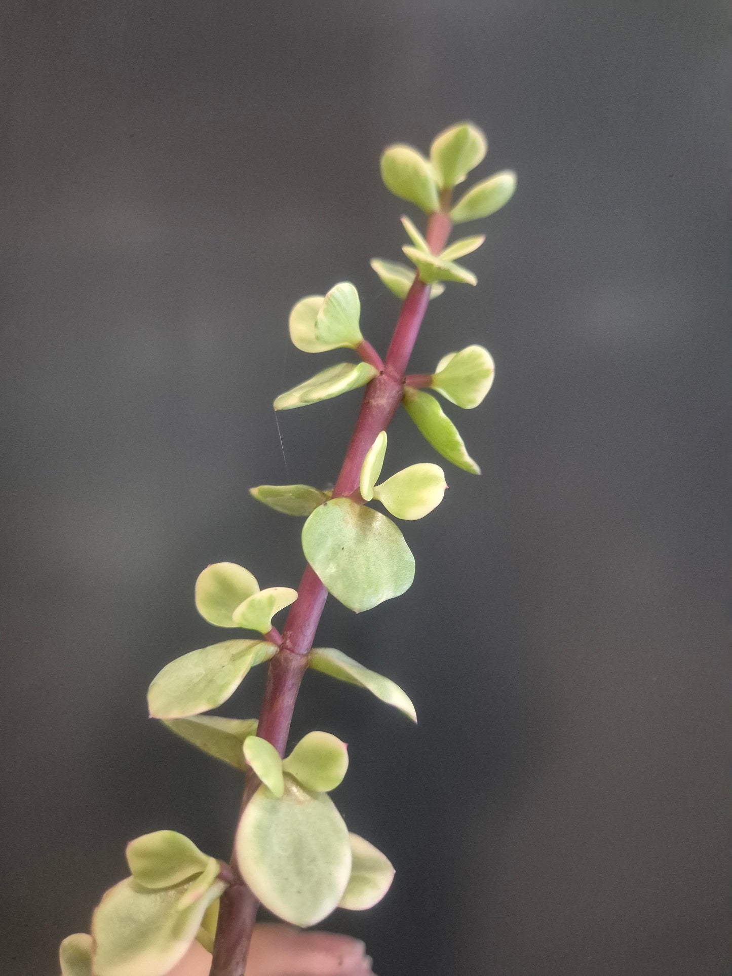 Portulacaria afra Variegata - Elephant Bush - 8.5cm | Houseplant