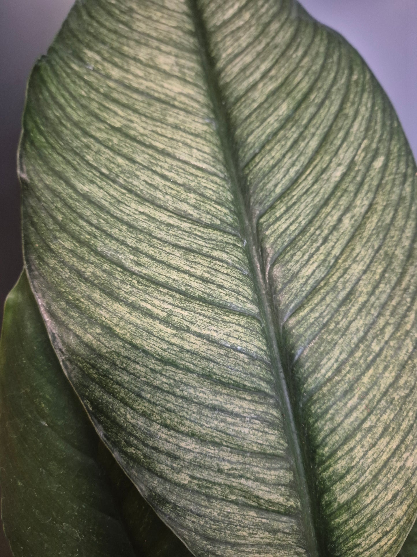 Peace Lily - Spathiphyllum Sensation - 17cm | Houseplant
