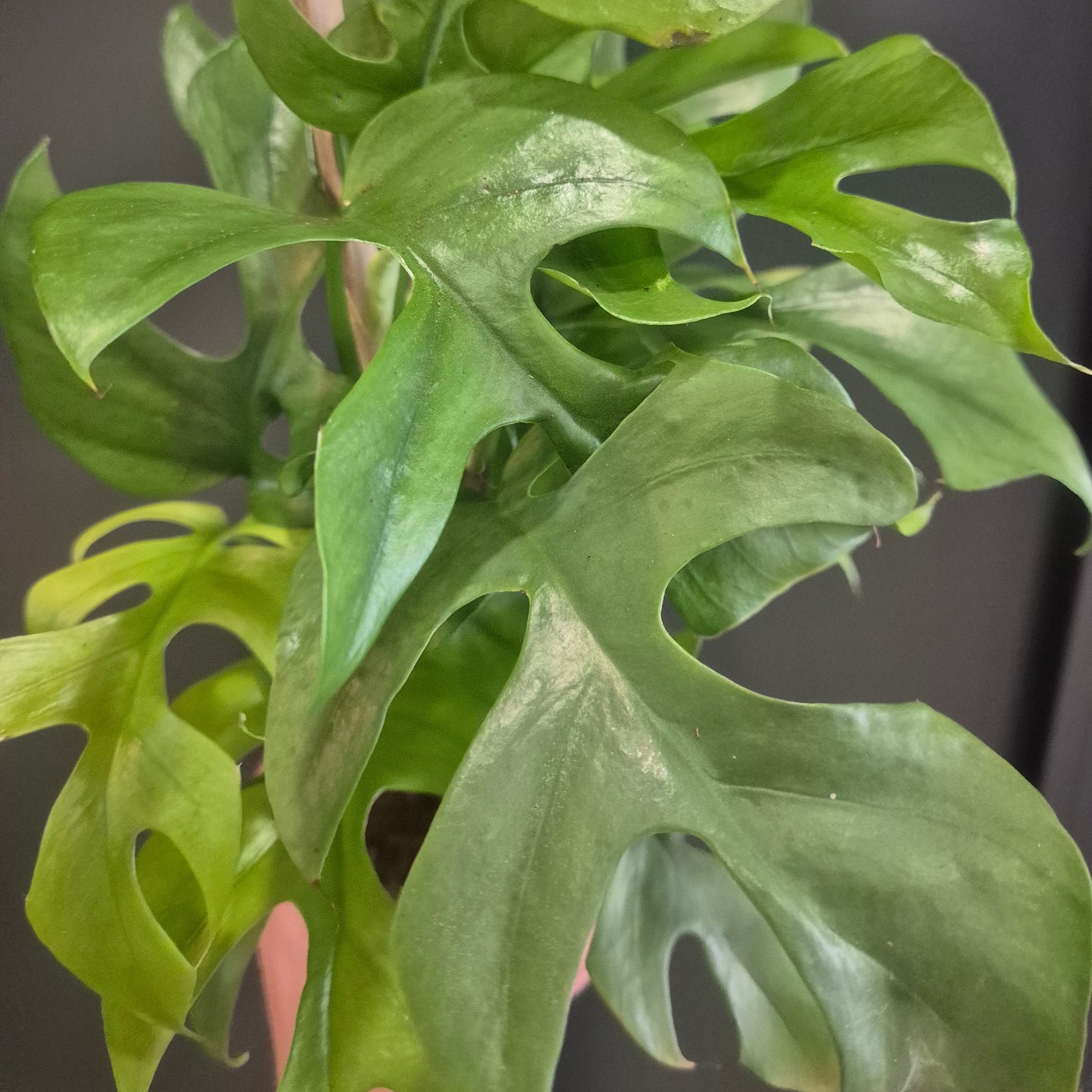 Philodendron Minima - Rhaphidophora tetrasperma - 14cm | Houseplant