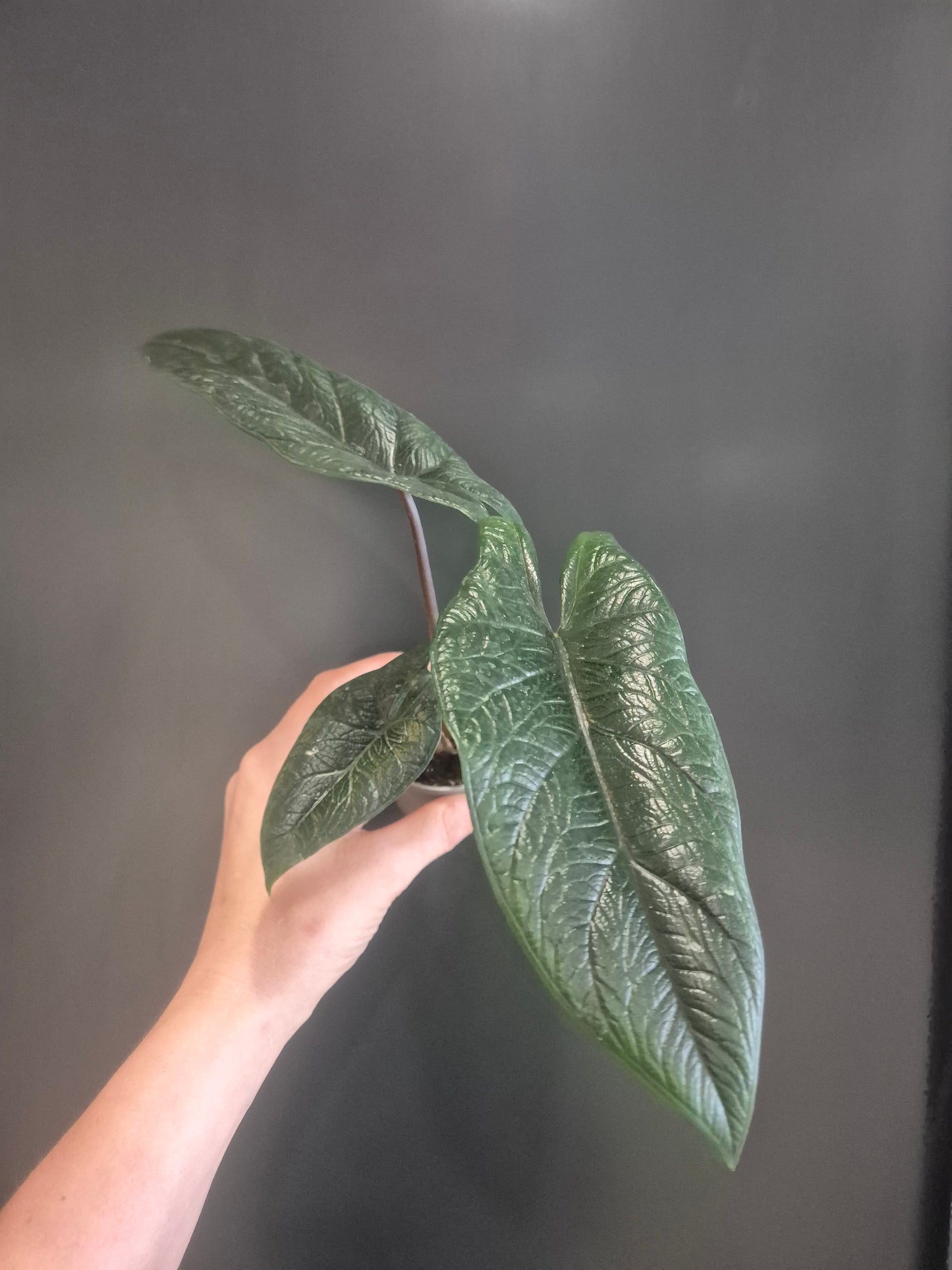 Alocasia Scalprum - Samar Lance - 6cm | Houseplant