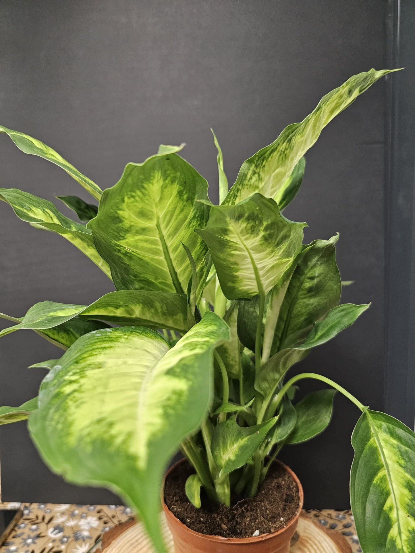 Dieffenbachia - Dumb Cane 'Camilla' | Houseplant