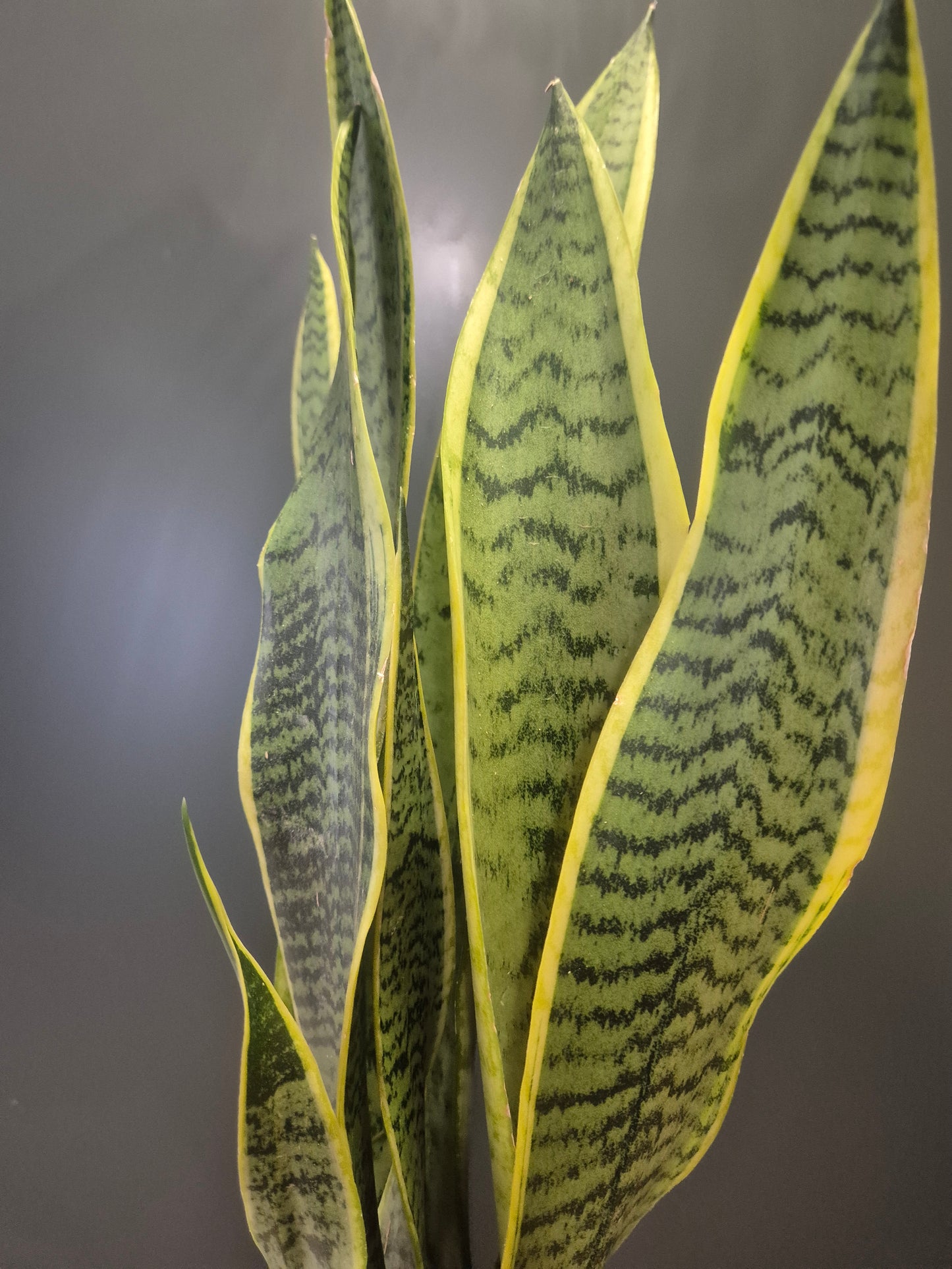 Sansevieria Laurentii - Snake Plant - 12cm | Houseplant