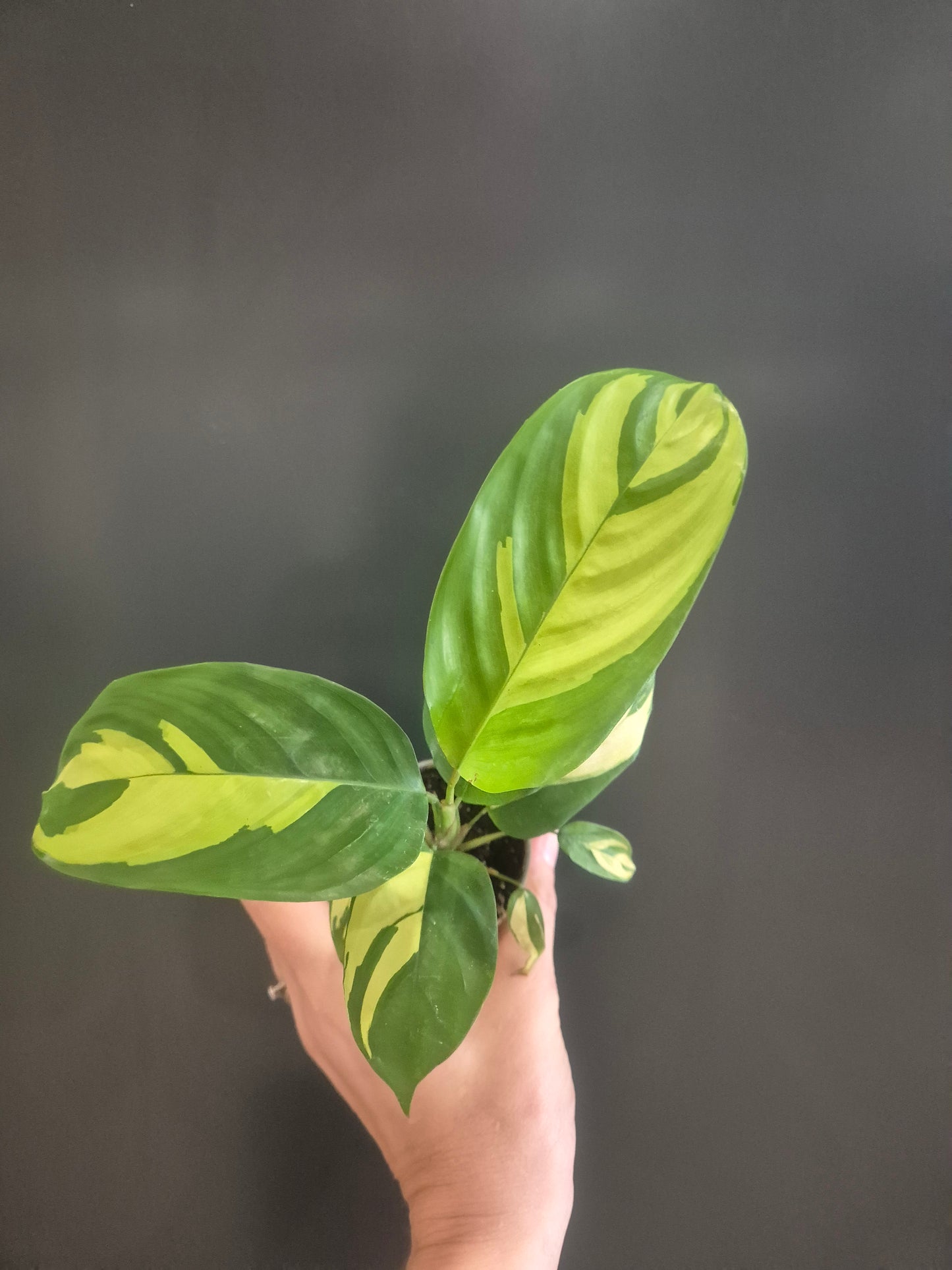 Ctenanthe Lubbersiana - Golden Mosaic - Prayer Plant - 6cm | Houseplant