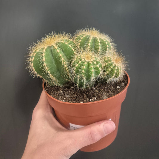 Hand holding a small cactus plant in a pot against a dark background