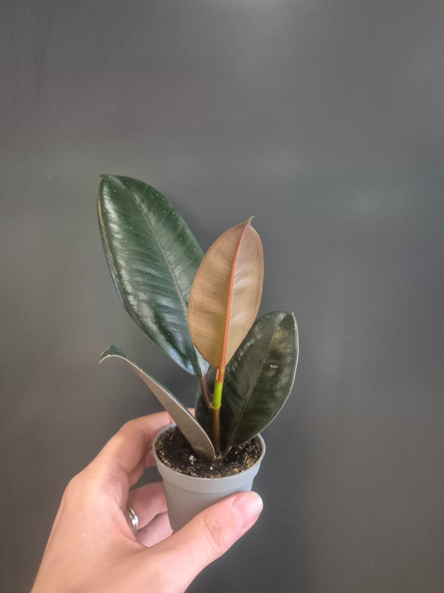 Ficus Robusta - Rubber Plant - 6cm | Houseplant